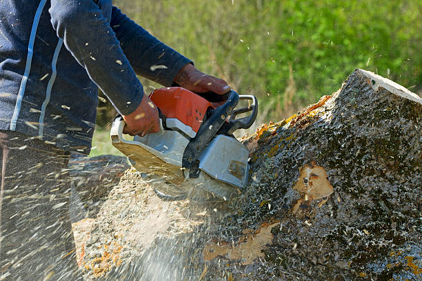 Best Palm Tree Trimming  in Baxter Estates, NY