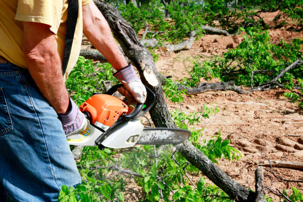 Best Emergency Tree Removal  in Baxter Estates, NY